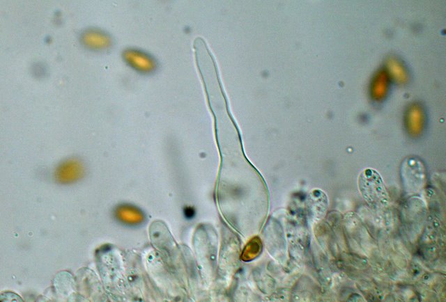 Galerina spec. Cod.: DSCN 9473